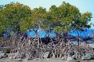 Poona mangroves