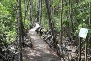 Poona mangrove walks